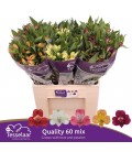 Alstromeria mix dans bac 75 cm colo