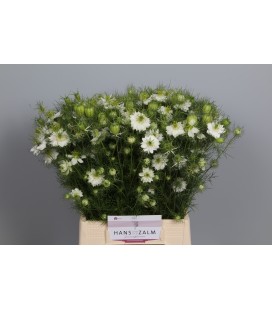 Nigelle artiste white 60 cm