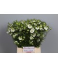 Nigelle artiste white 60 cm