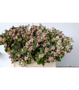 Symphorine Mag Mandy 80 cm