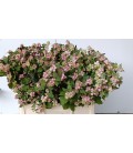 Symphorine Mag Mandy 80 cm