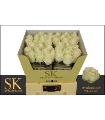Rose Avalanche 70 cm