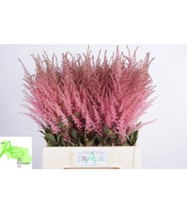 Astilbe C Romanze 70 cm