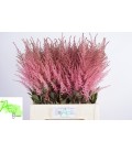 Astilbe C Romanze 70 cm