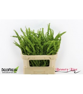 Rumex Crisp Unicorn 80 cm