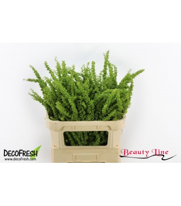 Rumex Crisp Unicorn 80 cm