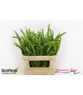 Rumex Crisp Unicorn 80 cm