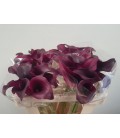 Calla Captaine Medoc 50 cm