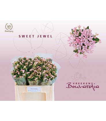Bouvardia Sweet Jewel 50 cm