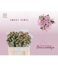 Bouvardia Sweet Jewel 50 cm