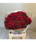 Dianthus Kiwi dark red 45 cm