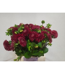 Dahlia Cornel 50 cm
