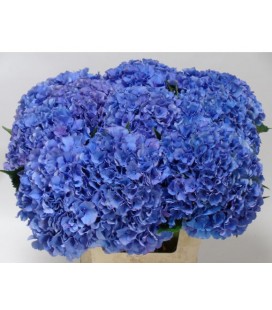Hortensia Mag Roy parade cl 60 cm
