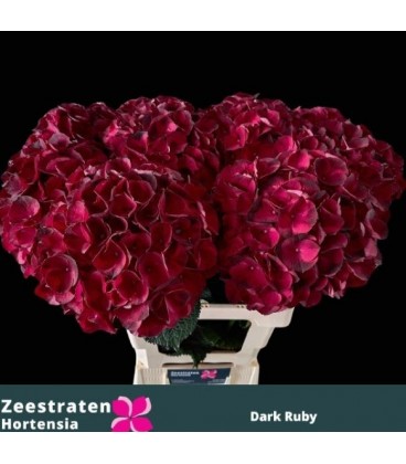 Hortensia mag Dark ruby 40 cm
