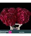 Hortensia mag Dark ruby 40 cm
