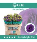 Lisianthus Rosi Brig blue 