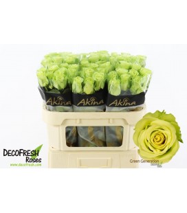 Rose Green generatio 70 cm