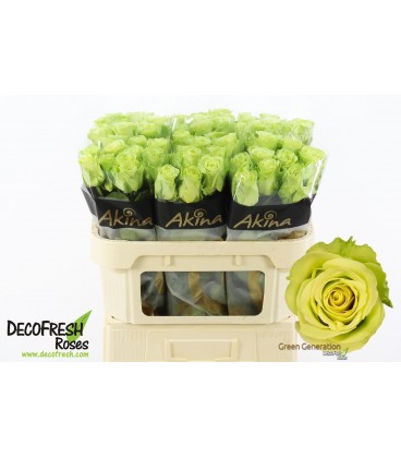 Rose Green generatio 70 cm