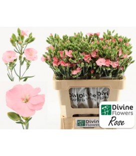 Mini oeillet solomio x 20