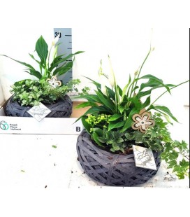 Compo plantes 30cm 