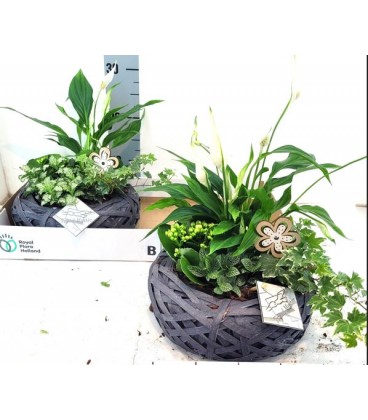 Compo plantes 30cm 