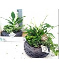 Compo plantes 30cm 