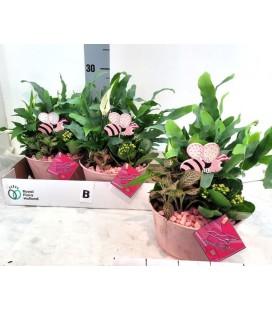 Compo plantes Ø 25 