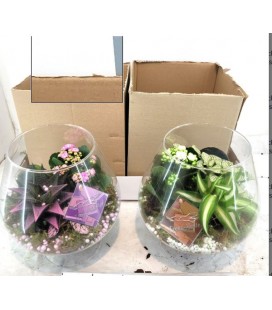 Compo Plantes Ø 22