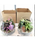 Compo Plantes Ø 22