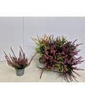 Calluna nova mix Ø 6.5