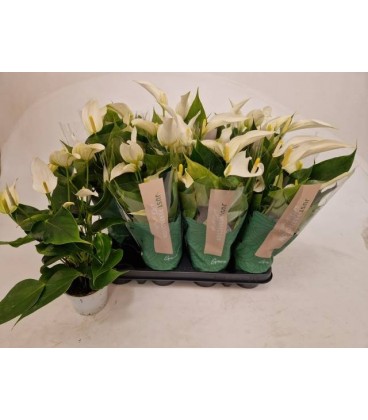 Anthurium Namora Ø 09