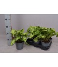 Syngonium Ø 14 h 25