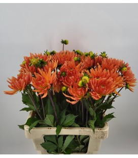 Dahlia Ludwig helfert 60 cm