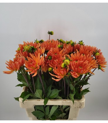 Dahlia Ludwig helfert 60 cm