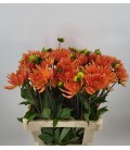 Dahlia Ludwig helfert 60 cm