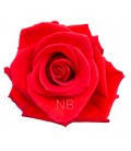 Rose Nina ( Colombie ) 60 cm x 25