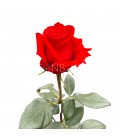 Rose Nina ( Colombie ) 60 cm x 25