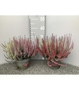 Calluna tricolor pot de 15