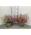 Calluna tricolor pot de 15
