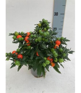 Solanum supreme pot de 13