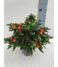 Solanum supreme pot de 13