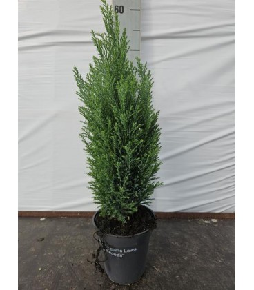 Ellwoodii Pot de 13 h50 cm