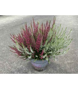 Bruyere Calluna bicolor pot de 15