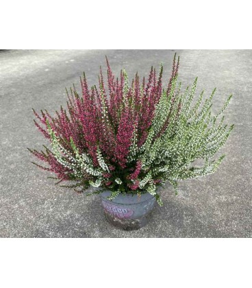Calluna bicolor pot de 15