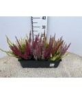 Bruyere calluna trico jardinier 40