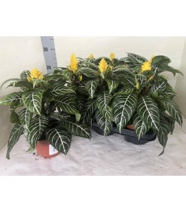Aphelandra pot de 13 h 38
