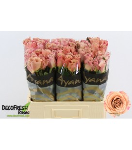 Rose Moccachino 50 cm
