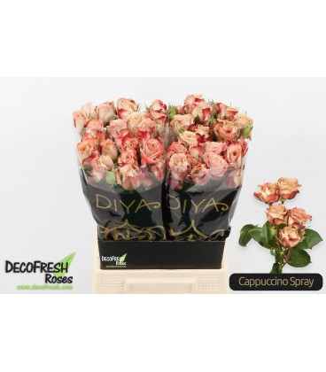 Rose Branchue Cappuccino 50 cm