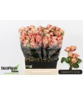 Rose Branchue Cappuccino 50 cm