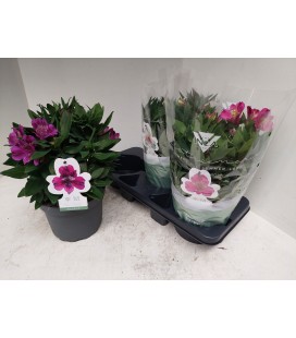 Alstromeria Ø 19 rouge et fuchia